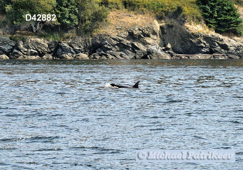 Killer Whale (Orcinus orca)